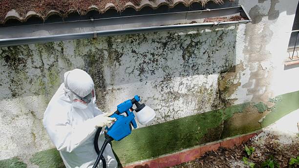 Trusted Mold Remediation service in Branchville, VA - Cheap Mold Removal